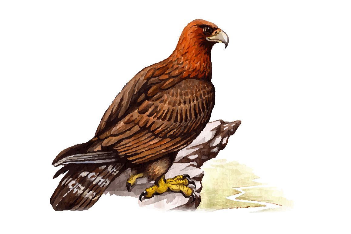 1158x772 Watercolor Golden Eagle Vector - Eagle Watercolor