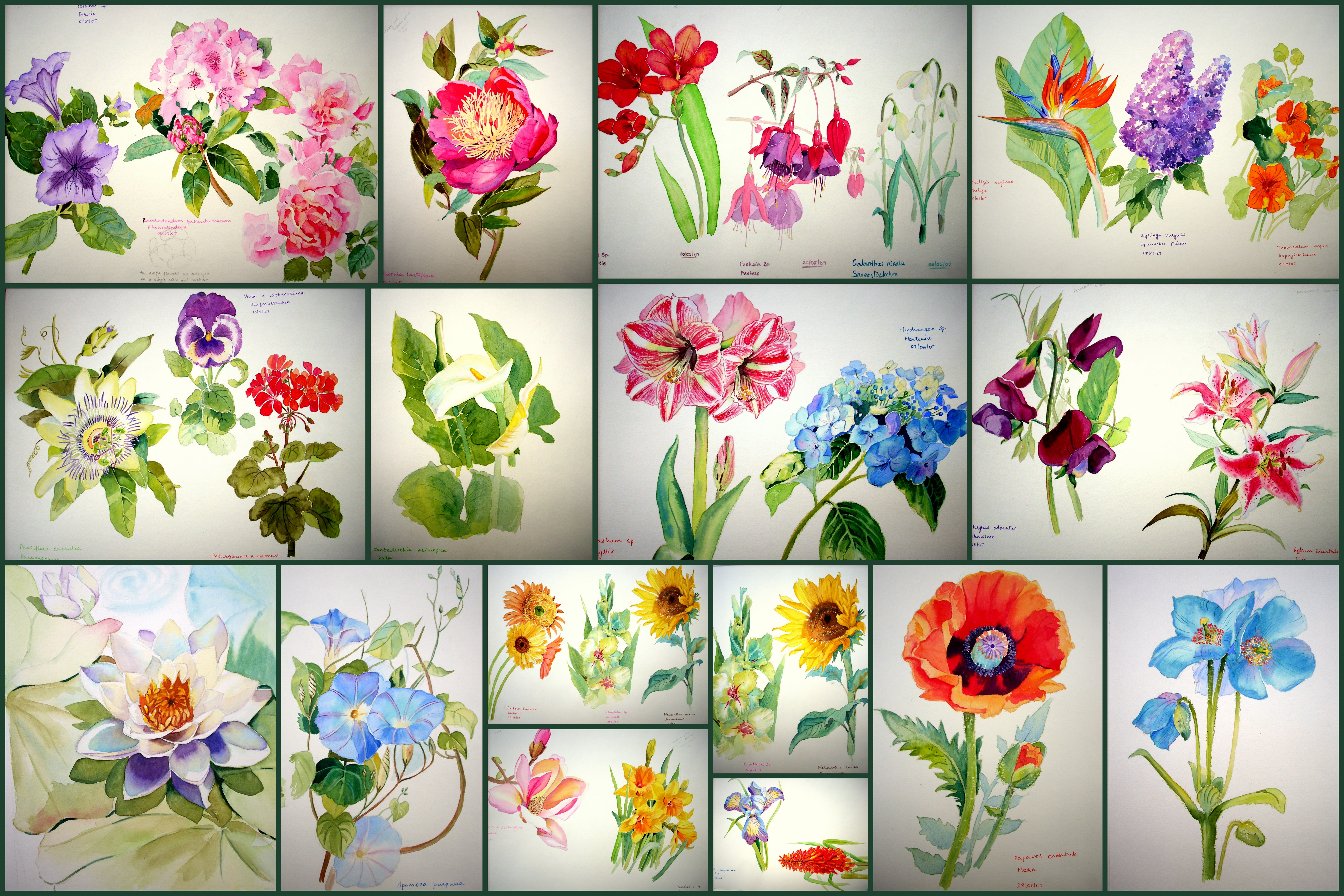 5120x3413 Images Of Easy Flower Watercolor - Easy Watercolor Paintings Of Flowers
