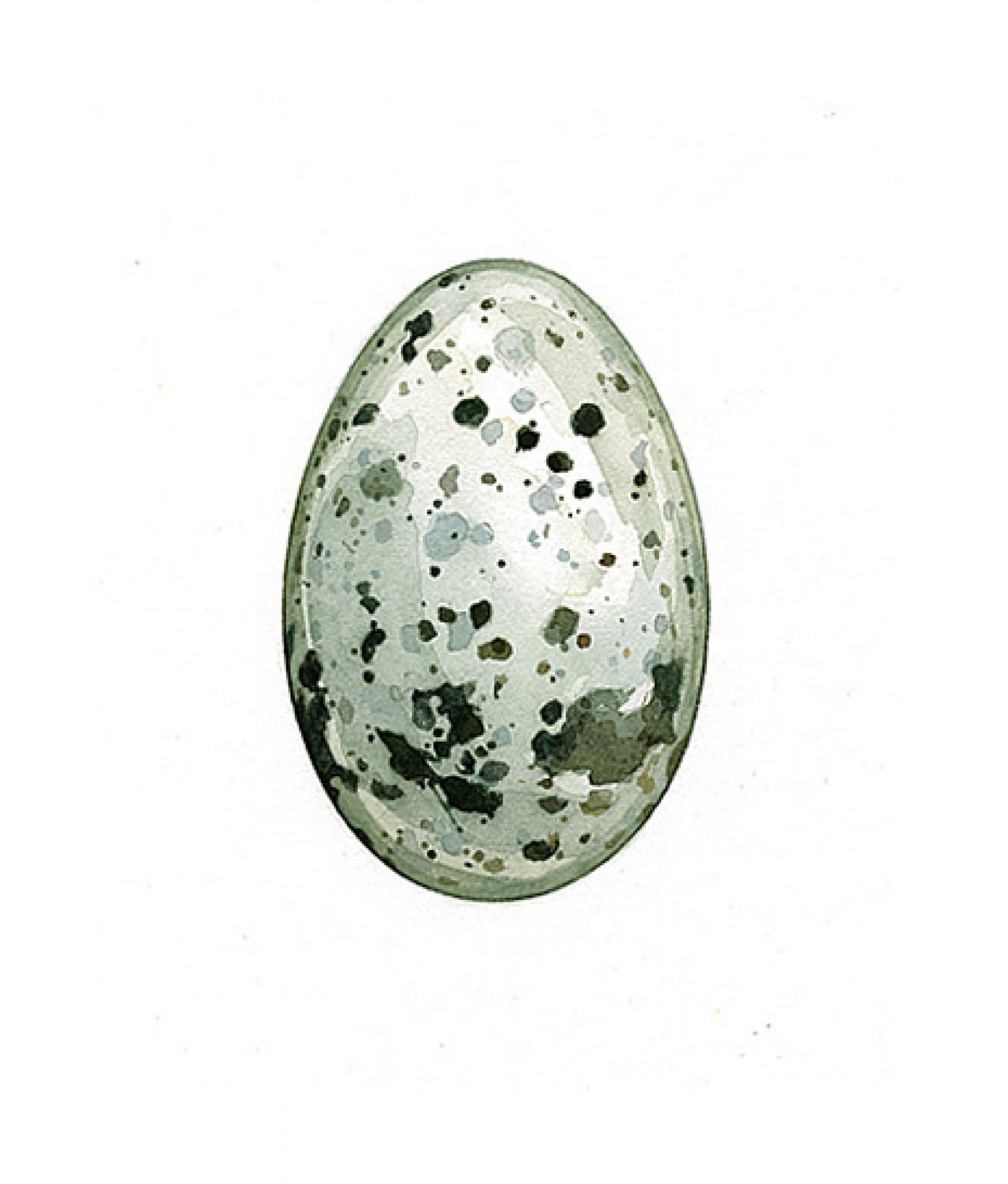 1600x1879 Razorbill Egg Watercolor Print David Scheirer Watercolors - Egg Watercolor