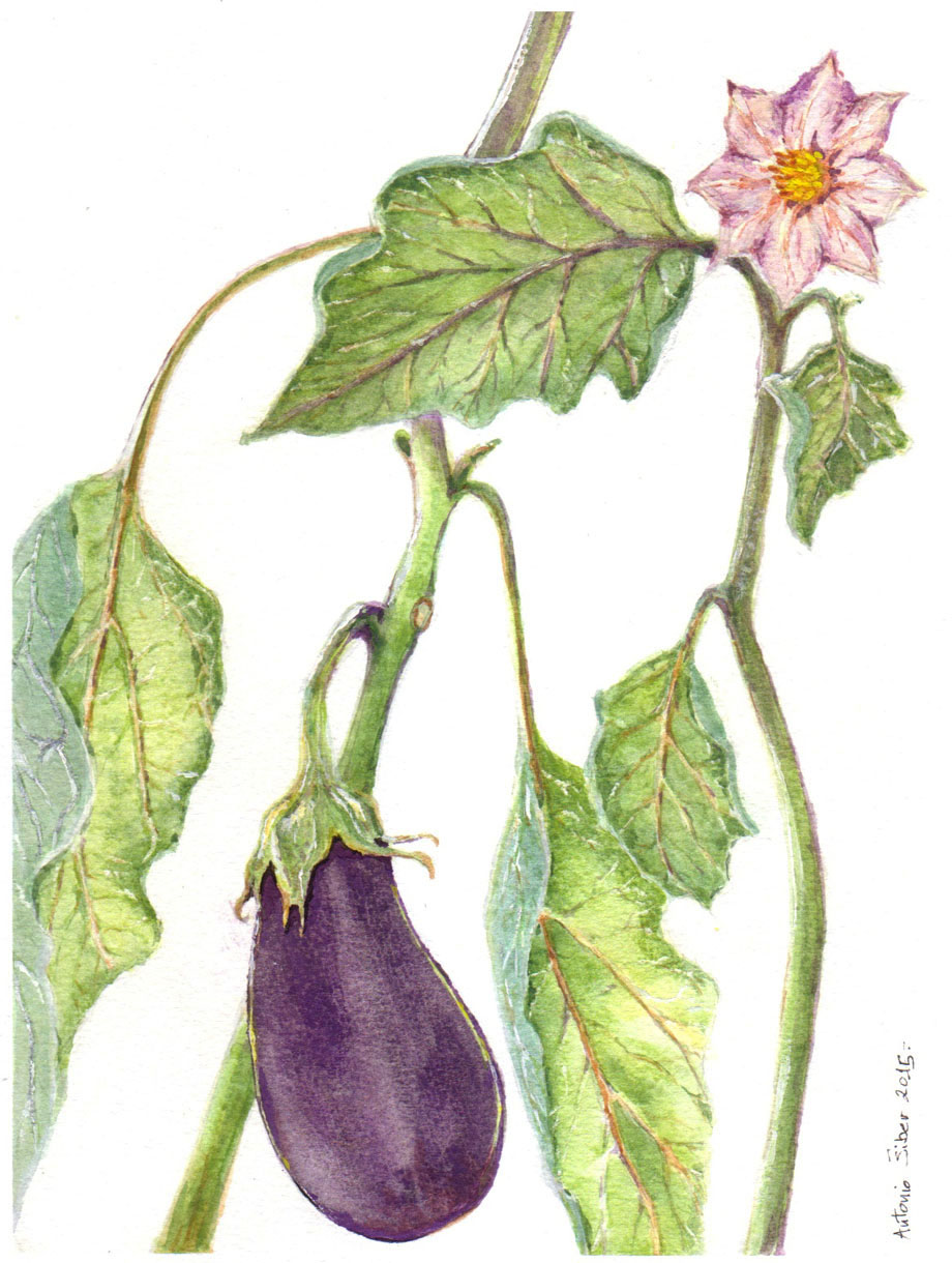 920x1220 Eggplant - Eggplant Watercolor
