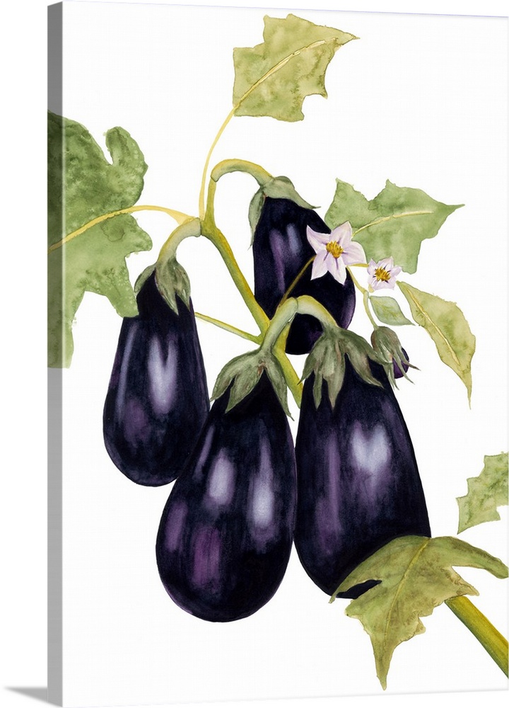 720x1000 Watercolor Eggplant Wall Art, Canvas Prints, Framed Prints, Wall - Eggplant Watercolor