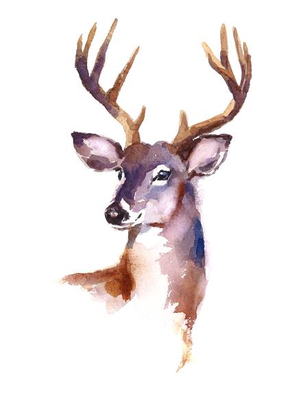 429x599 Wildlife Fabric, Deer Fabric, Watercolor Fabric, Elk Fabric 370 - Elk Watercolor