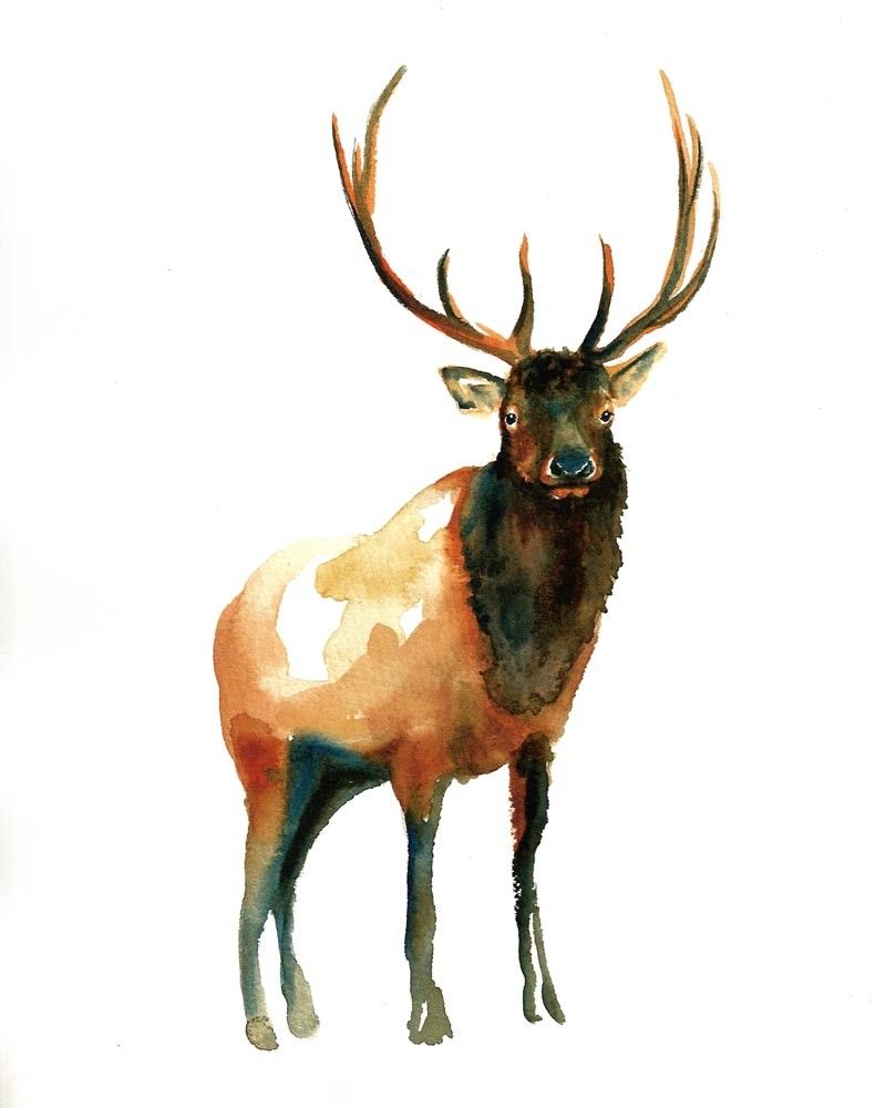 790x1000 Elk Watercolor Artwork - Elk Watercolor