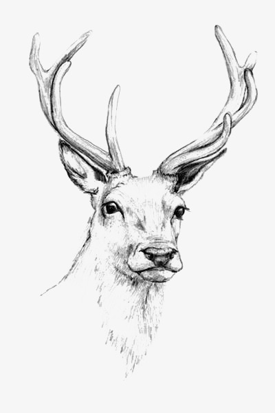 400x600 Hand Painted Elk, Watercolor Elk, Elk Illustration, Fawn Png Image - Elk Watercolor Paintings