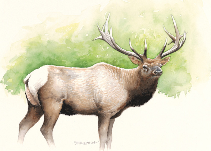 700x500 Notecards - Elk Watercolor Paintings