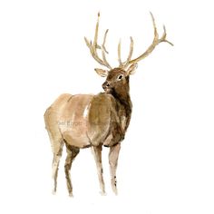 236x236 Watercolor Brush On Watercolor Elk, Watercolor And - Elk Watercolor Paintings