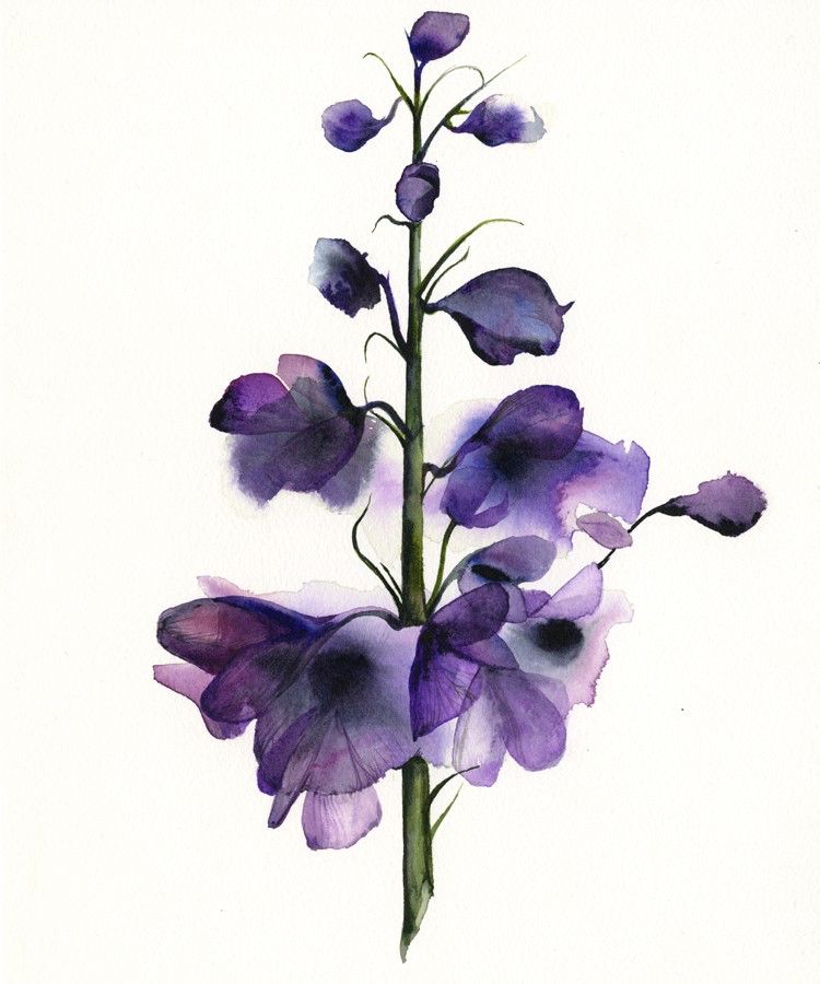 750x900 Delphinium - Etsy Watercolor Flowers