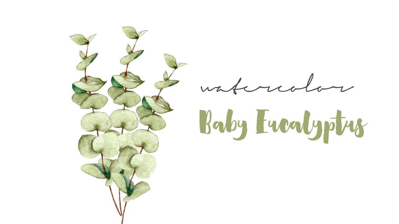 1280x720 Watercolor Baby Eucalyptus Timelapse - Eucalyptus Watercolor