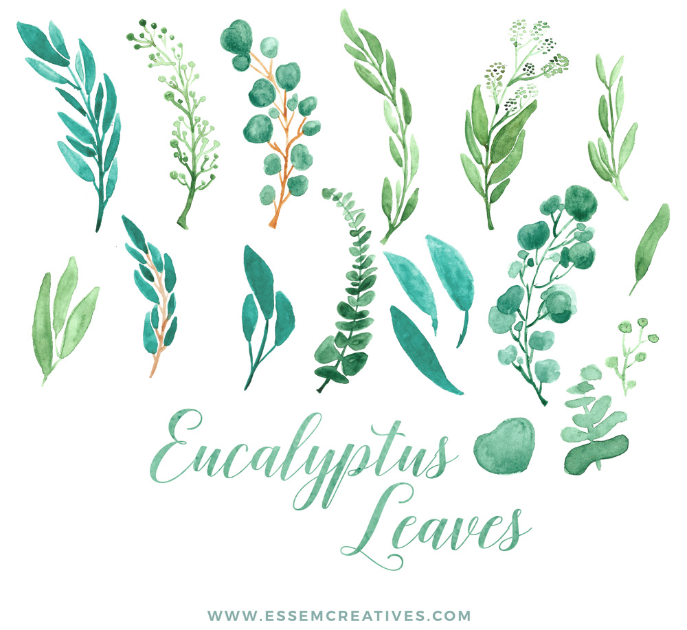 1000x917 Watercolor Eucalyptus Clipart, Eucalyptus Branches Wreaths Borders - Eucalyptus Watercolor