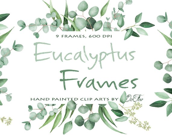 570x448 Watercolor Eucalyptus Clipart Frame Greenery Frames Clip Art Etsy - Eucalyptus Watercolor