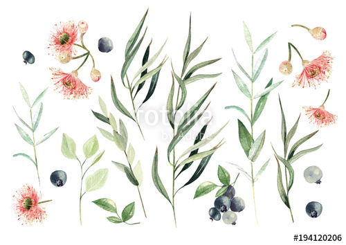 500x354 Watercolor Eucalyptus Set. Hand Painted Eucalyptus Elements And - Eucalyptus Watercolor