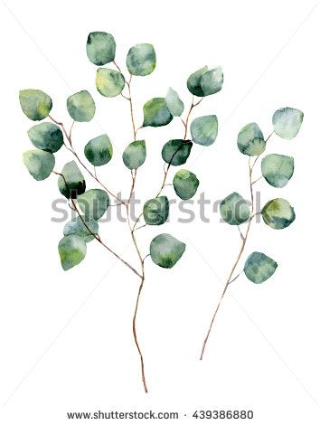 354x470 Watercolor Silver Dollar Eucalyptus With Round Leaves And Branches - Eucalyptus Watercolor