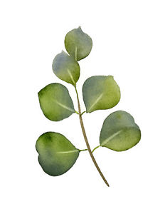 232x300 Eucalyptus Leaves Botanical Watercolor Painting Art Print By Djr - Eucalyptus Watercolor