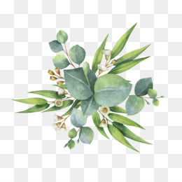 260x260 Eucalyptus Png Amp Eucalyptus Transparent Clipart Free Download - Eucalyptus Watercolor