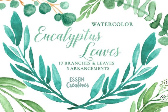 570x380 Eucalyptus Watercolor Leaves Clipart Leaf Wreath Green Etsy - Eucalyptus Watercolor