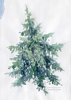 236x334 89 Best Watercolor Evergreen Trees Amp Pinecones Images - Evergreen Tree Watercolor