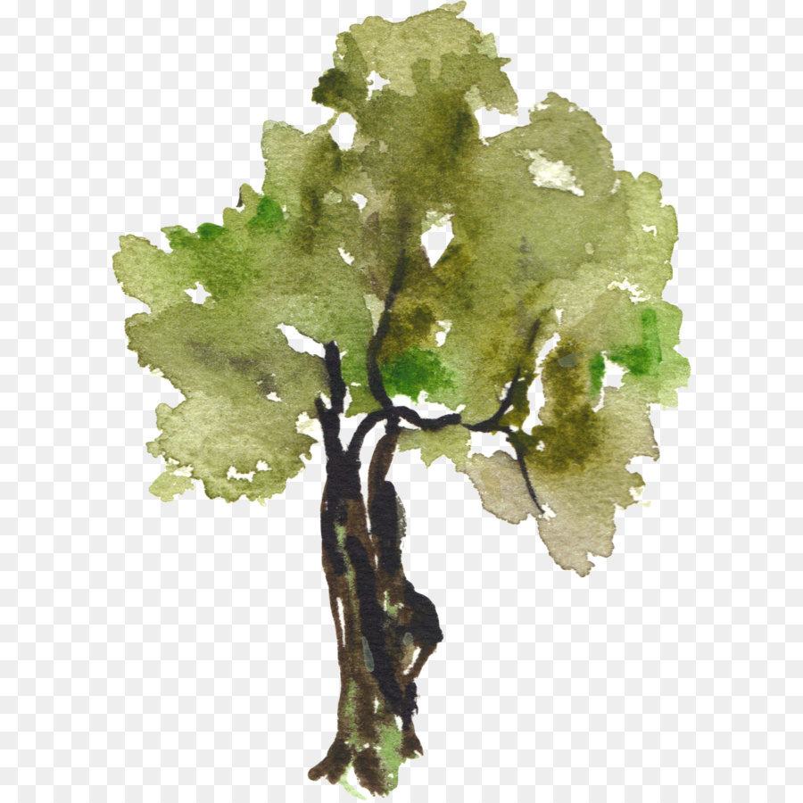 900x900 Tree Watercolor Painting Clip Art - Family Tree Watercolor