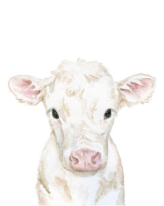 240x300 White Calf Farm Animal Watercolor By Susan Windsor Inktale - Farm Animal Watercolor