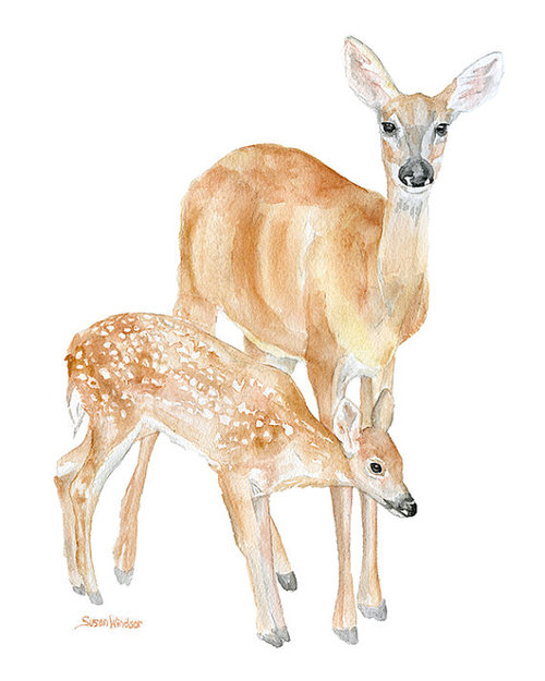 500x625 Doe And Fawn Watercolor Painting Giclee Print 8x10 By Susanwindsor - Fawn Watercolor