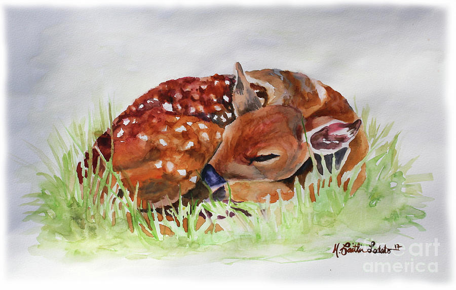 900x572 Fawn Sleeping Woodland Animal Watercolor Painting By Caitlin Lodato - Fawn Watercolor