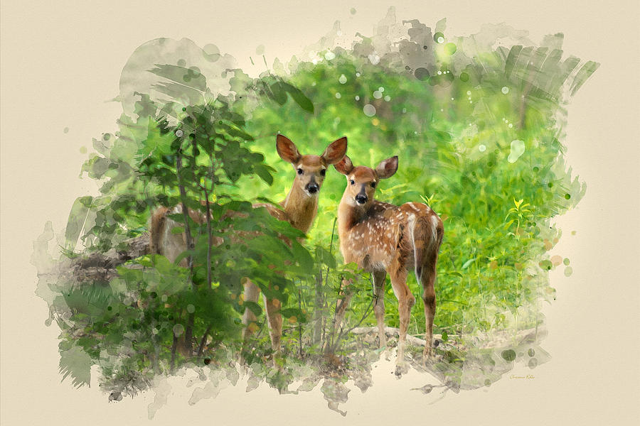 900x600 Two Deer Fawns Watercolor Art Mixed Media By Christina Rollo - Fawn Watercolor