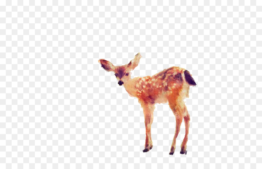 900x580 Art Painting Drawing Printmaking Illustration - Fawn Watercolor