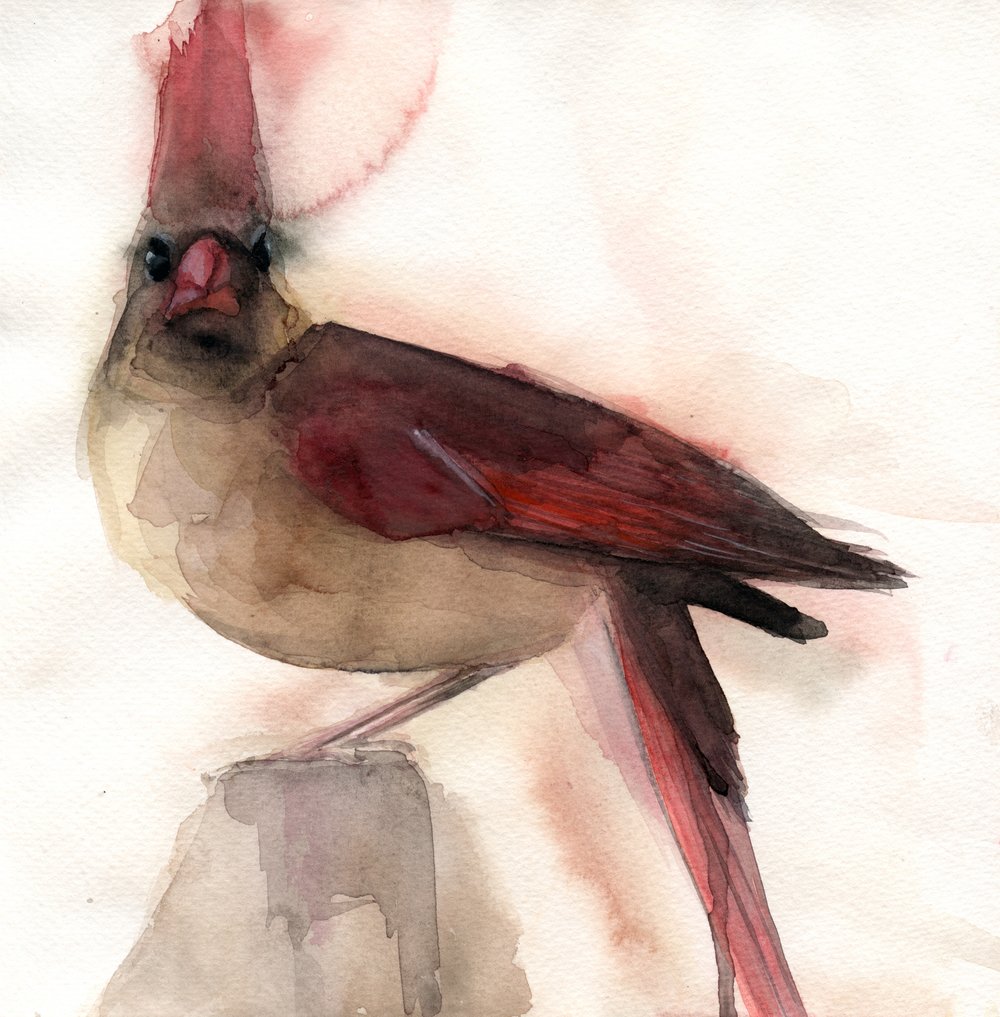 1000x1017 Bird Watercolors Holly Wach - Female Watercolor