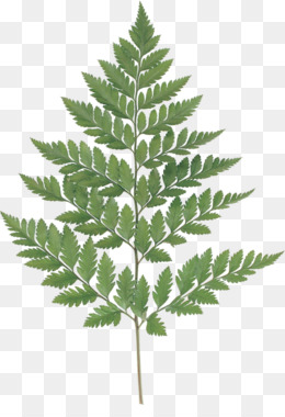 260x380 Free Download Fern Leaf Watercolor Painting Photography - Fern Watercolor