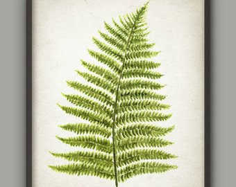 340x270 Watercolor Fern Etsy - Fern Watercolor