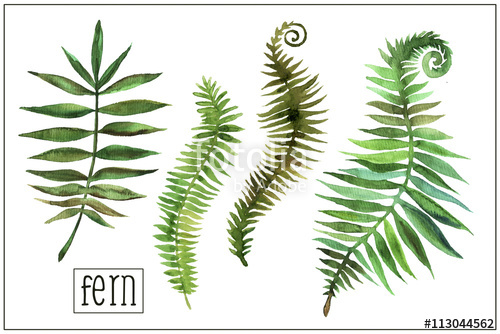 500x334 Watercolor Fern Stock Photo And Royalty Free Images On Fotolia - Fern Watercolor