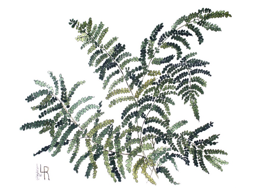 855x640 Woodland Fern Botanical Watercolor Illustration - Fern Watercolor