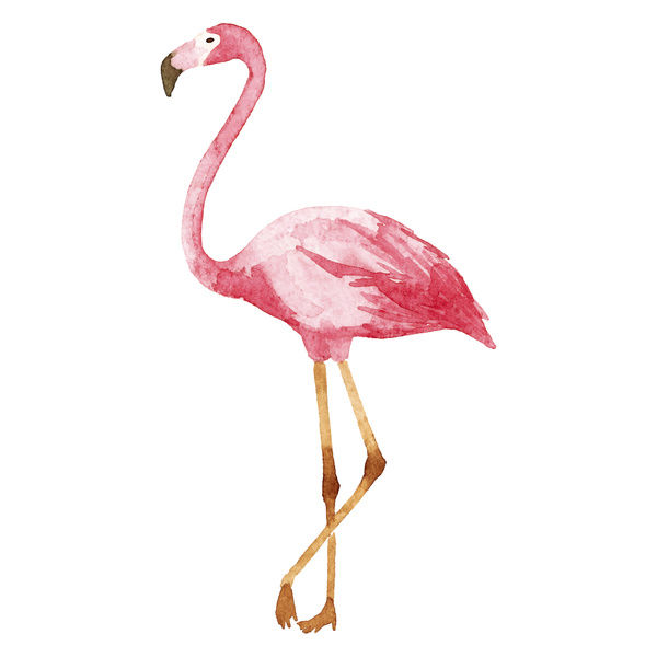 600x600 Watercolor Flamingo - Flamingo Watercolor