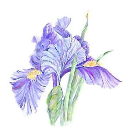 437x437 Fleur De Lis Lithograph - Fleur De Lis Watercolor