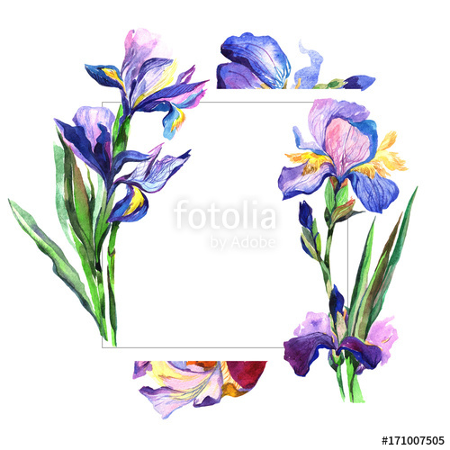 500x500 Wildflower Iris Flower Frame In A Watercolor Style. Full Name Of - Fleur De Lis Watercolor