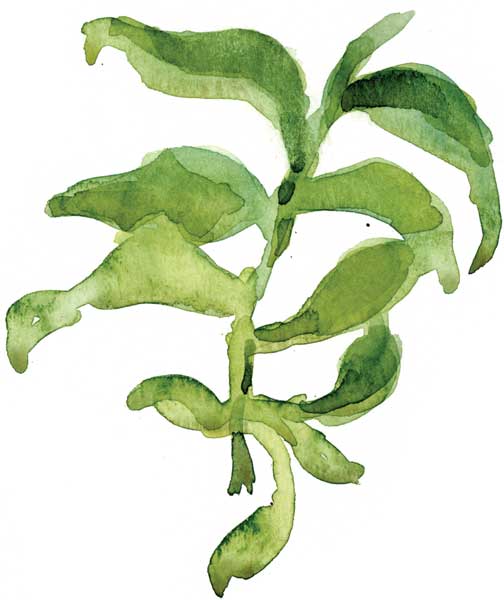 504x600 How To Paint A Watercolor Floral Still Life Step By Step Artist - Flower Watercolor Art