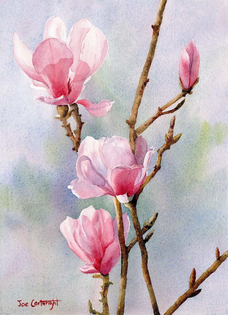 800x1102 Simple Watercolor Painting Elegant Watercolor Paintings By Joe - Flower Watercolor Painting For Beginners