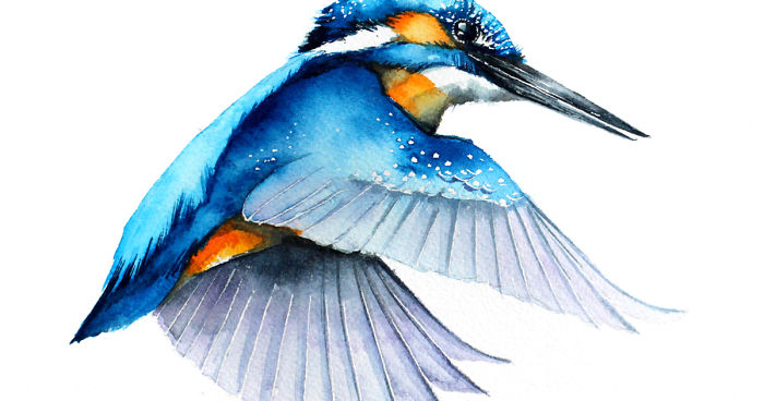 700x368 Flying Birds Always Aroused My Admiration, Which Is Why I Want To - Flying Bird Watercolor