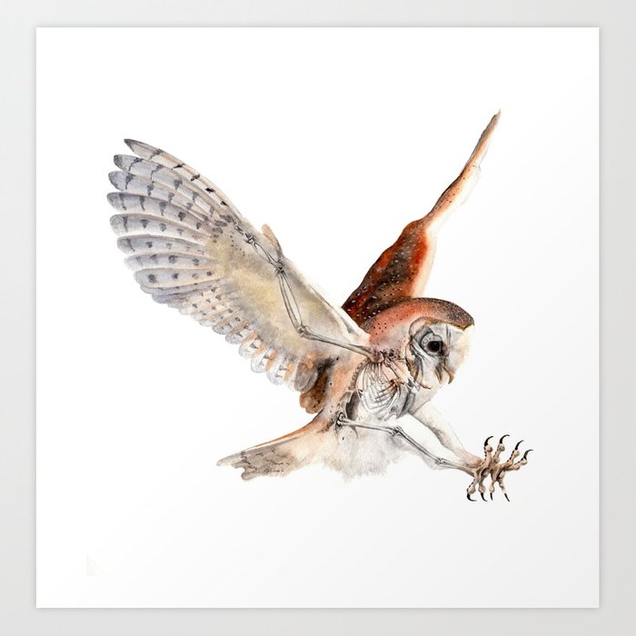 700x700 Barn Owl Watercolor Flying Bird Of Prey Art Print By Juanlara - Flying Bird Watercolor