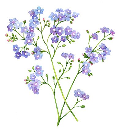 399x433 Forget Me Not Watercolor Flower Illustration Premium Clipart - Forget Me Not Watercolor