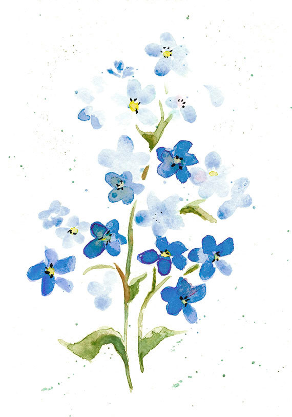 Forget Me Not Watercolor At Paintingvalley Com Explore Collection Of Forget Me Not Watercolor