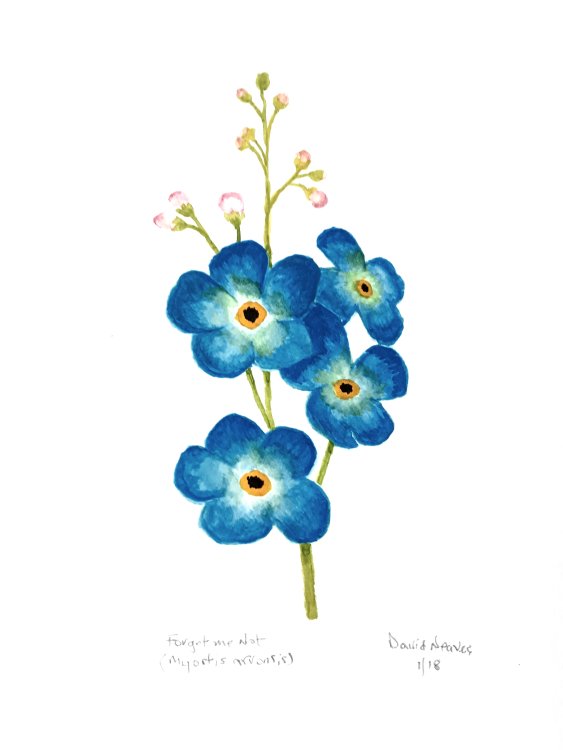 563x750 Paintings By David Neaves Of Shepperton Forget Me Not - Forget Me Not Watercolor