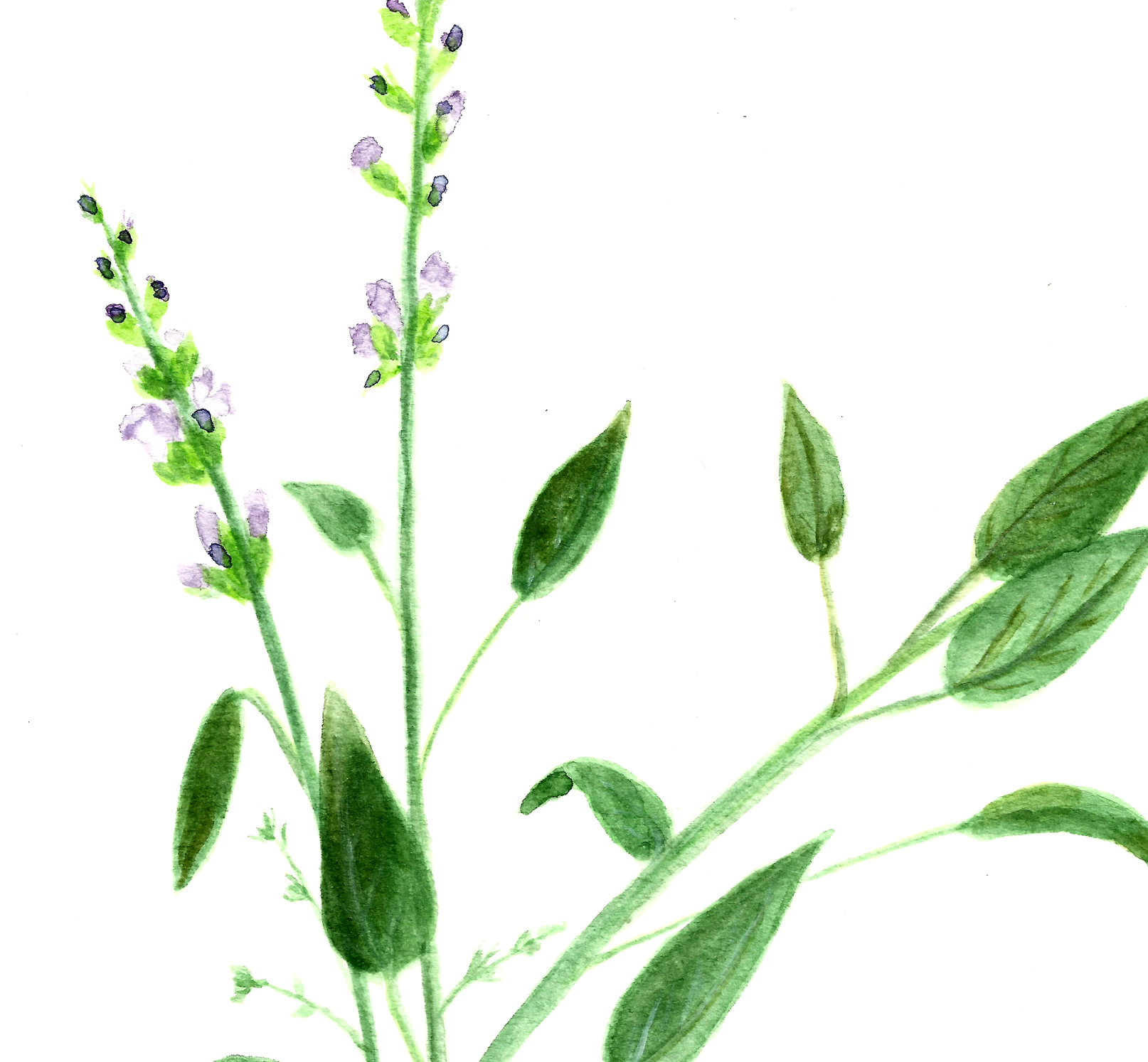 1614x1494 Free Basil And Sage Herb Watercolor Printables! - Free Watercolor Printables