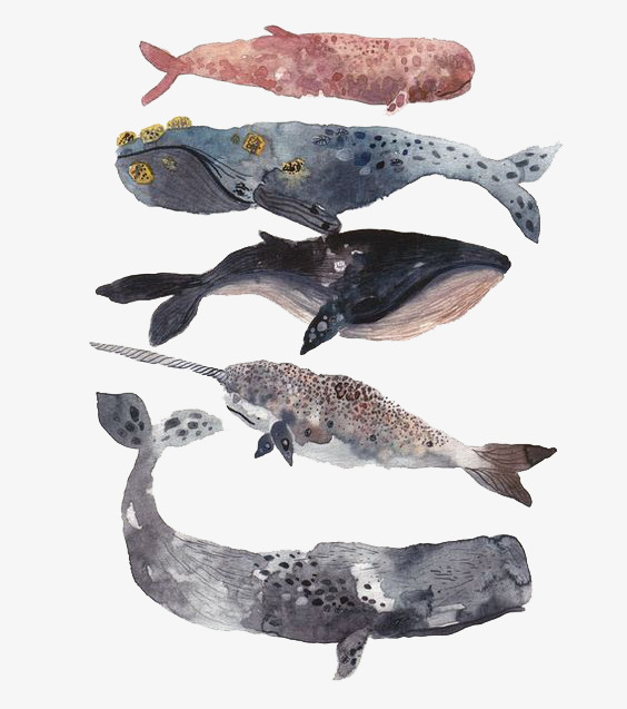 564x637 Shark Fish Samples, Hand Painted, Watercolor Painting, Marine Life - Free Watercolor Samples