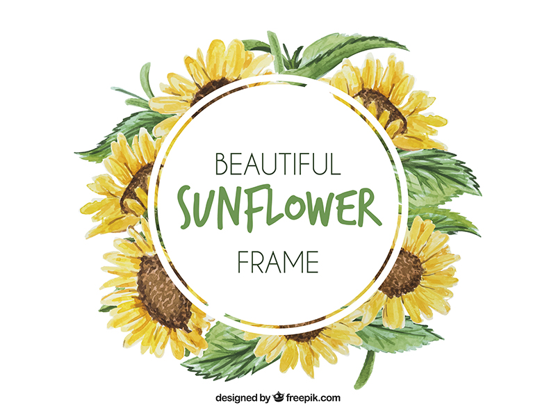 800x600 Watercolor Sunflower Frame By Stephanie Leidinger - Freepik Watercolor