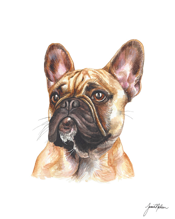 576x720 Janice Nelson Designs French Bulldog Print - French Bulldog Watercolor