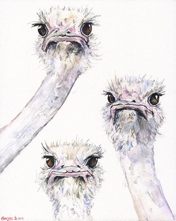 570x715 Ostriches Funny Friends Watercolor Original Painting Art Etsy - Friends Watercolor