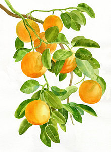 219x300 Watercolor Fruit Paintings Fine Art America - Fruit Watercolor Painting