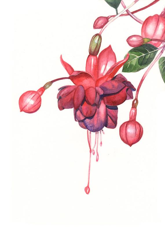 570x825 Fuchsia Watercolor Painting Print Of Watercolor Painting 5 By Etsy - Fuchsia Watercolor