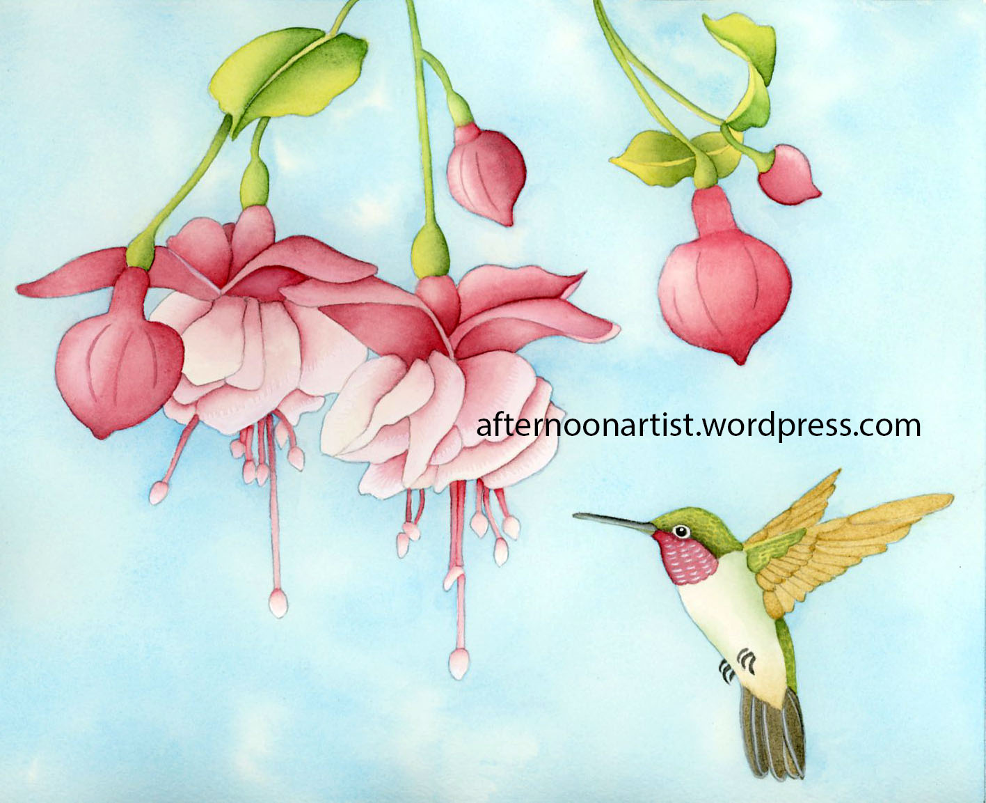 1417x1153 Fuchsia And Hummingbird In Watercolor Afternoon Artist - Fuchsia Watercolor