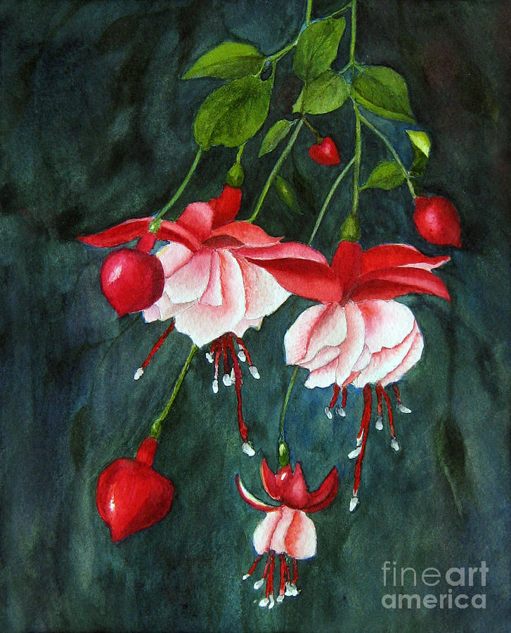 727x900 Hanging Fuchsia - Fuchsia Watercolor